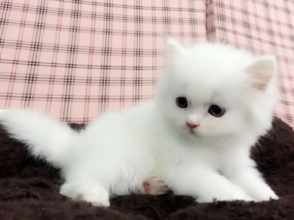 ลูกแมวสีขาว 