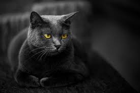 แมวสีดำ 