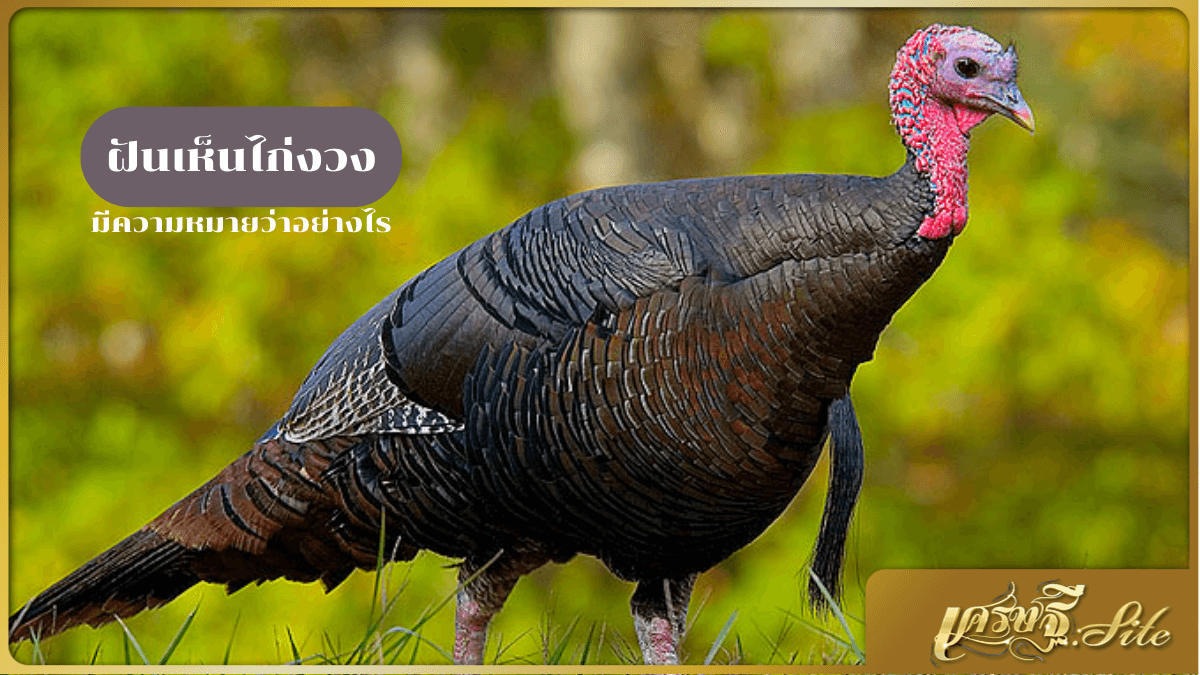 ฝันเห็นไก่งวง