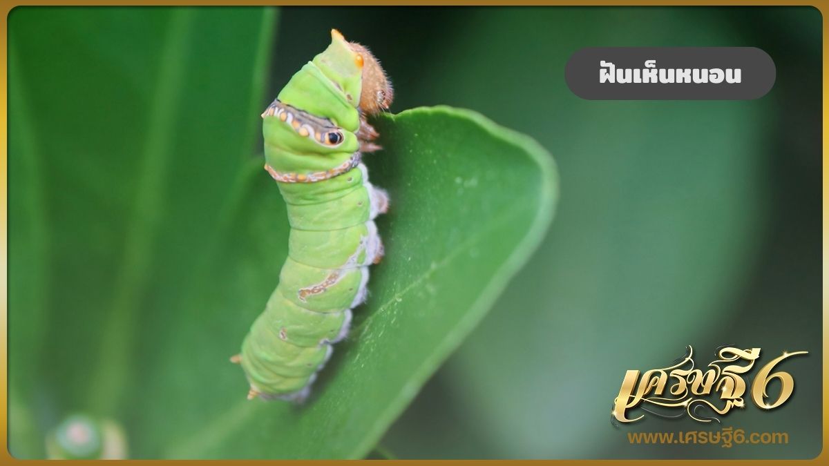 ฝันเห็นหนอน