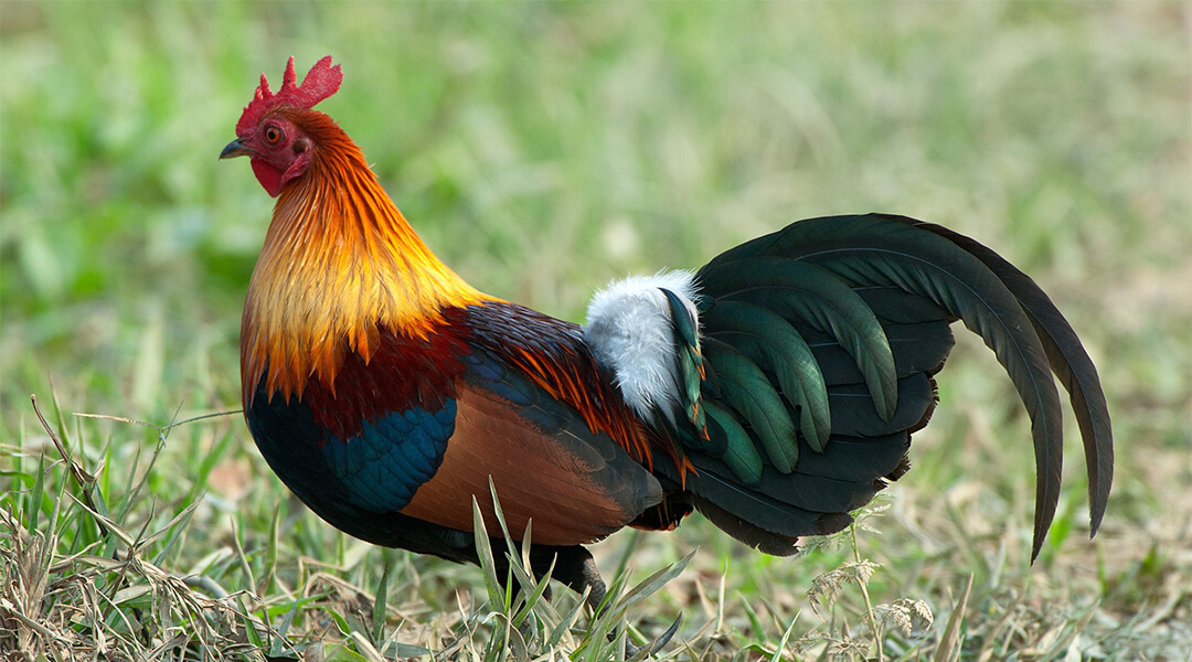 ไก่ (Chicken)
