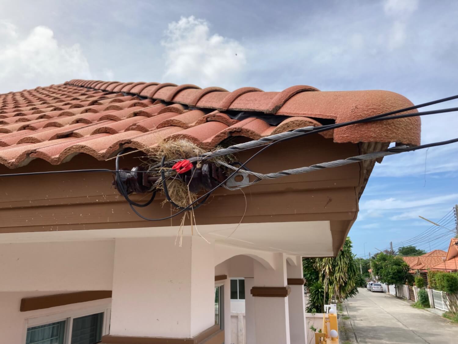 นกมาทำรังนอกนั้น 