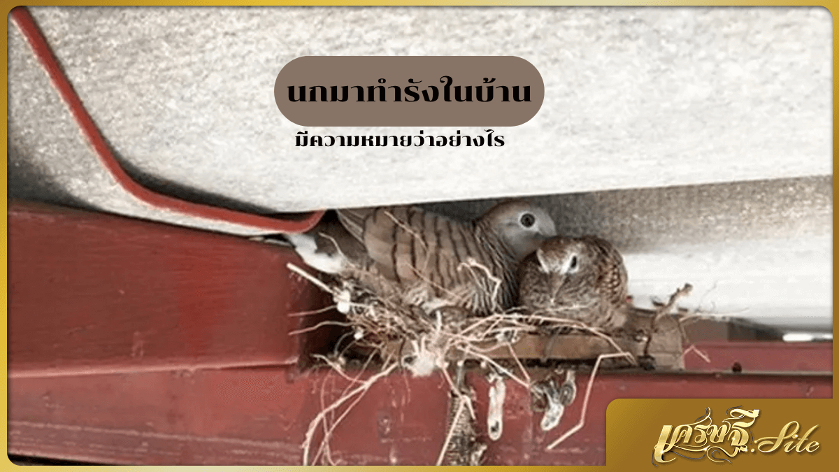นกมาทำรังในบ้าน