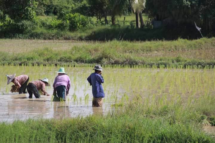 การทำนาดำ 