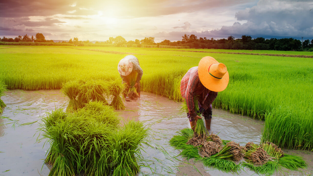 ปลูกข้าว 