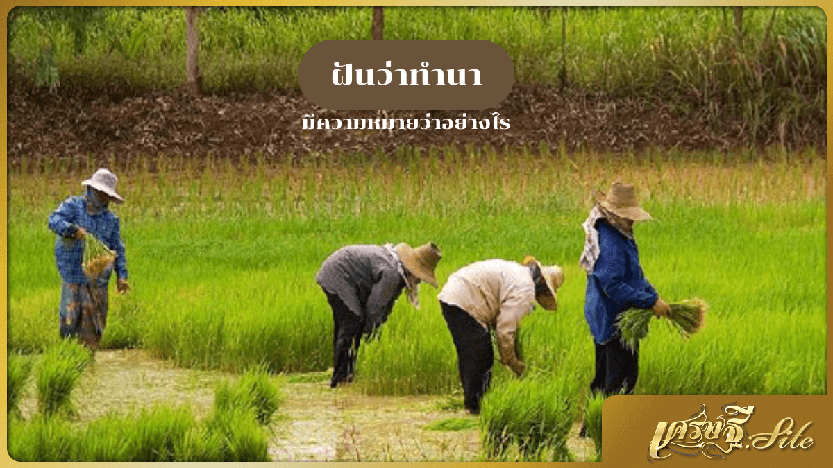 ฝันว่าทำนา