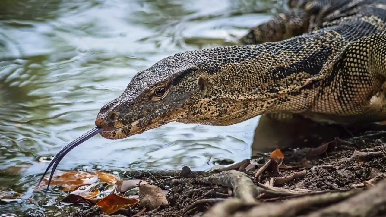ตัวเงินตัวทอง 