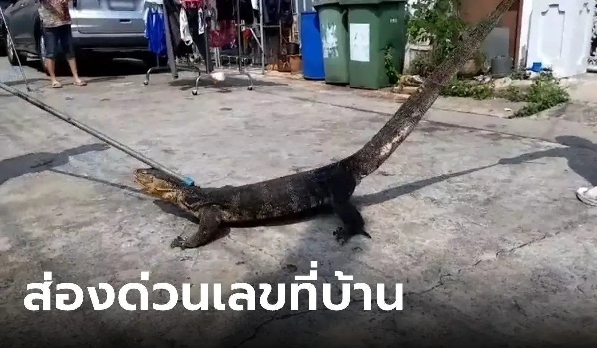 ตัวเงินตัวทองเข้าบ้าน 