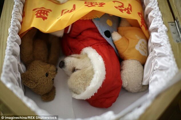 สัตว์เลี้ยงตาย 