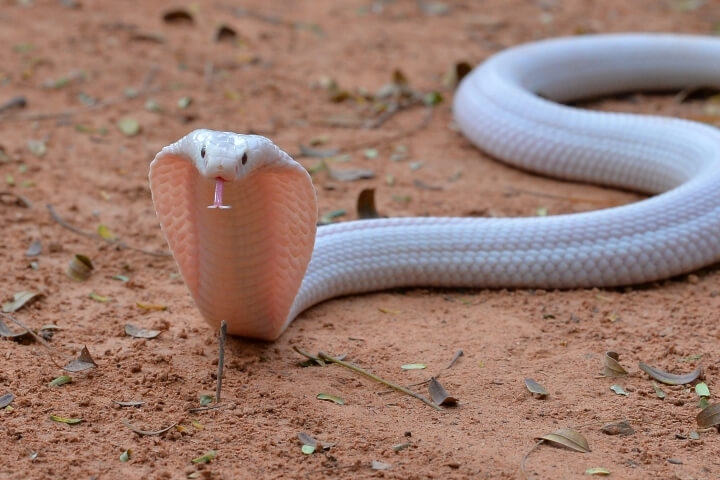 งูแลบลิ้น 