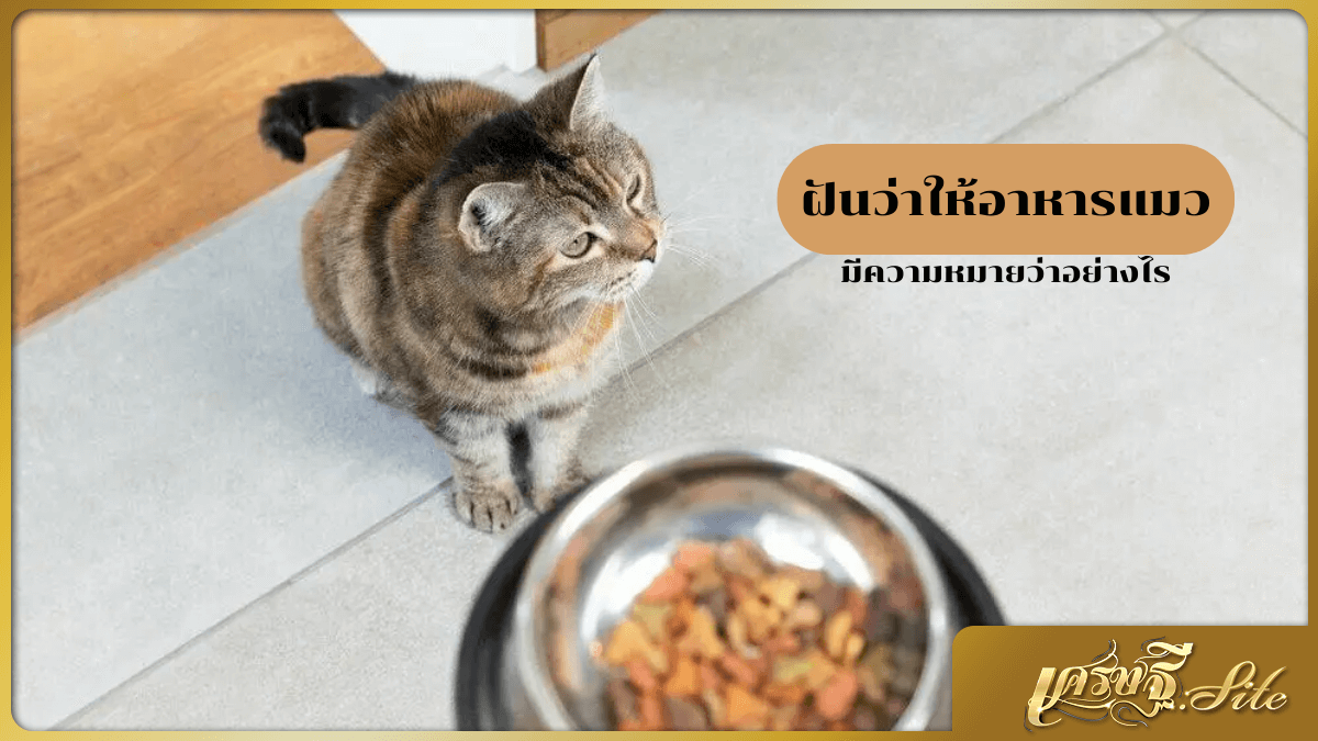 ฝันว่าให้อาหารแมว