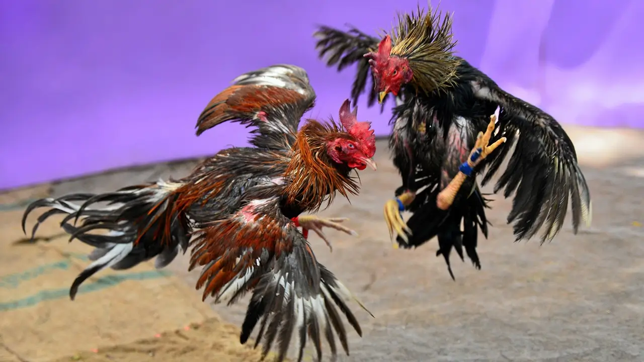 ไก่ชนเงินแสน 