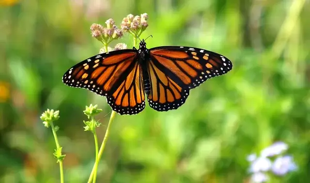 ผีเสื้อพระจันทร์บิน
