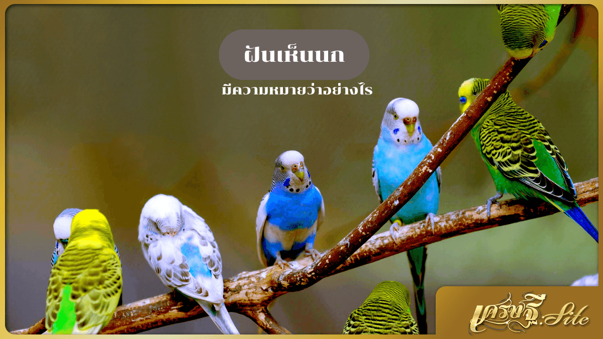 ฝันเห็นนก