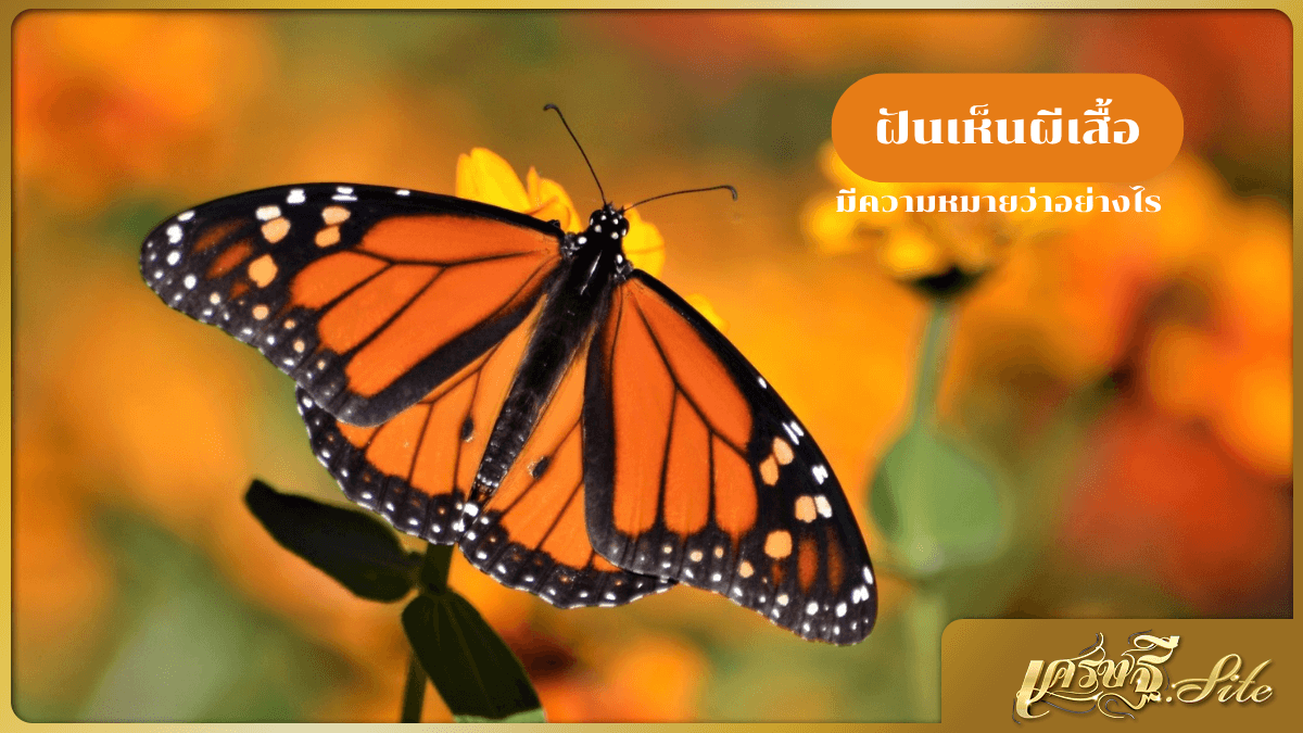 ฝันเห็นผีเสื้อ