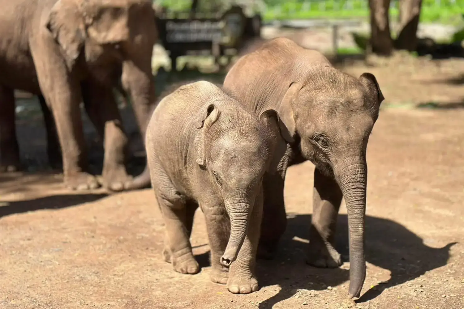 ช้างไทย 