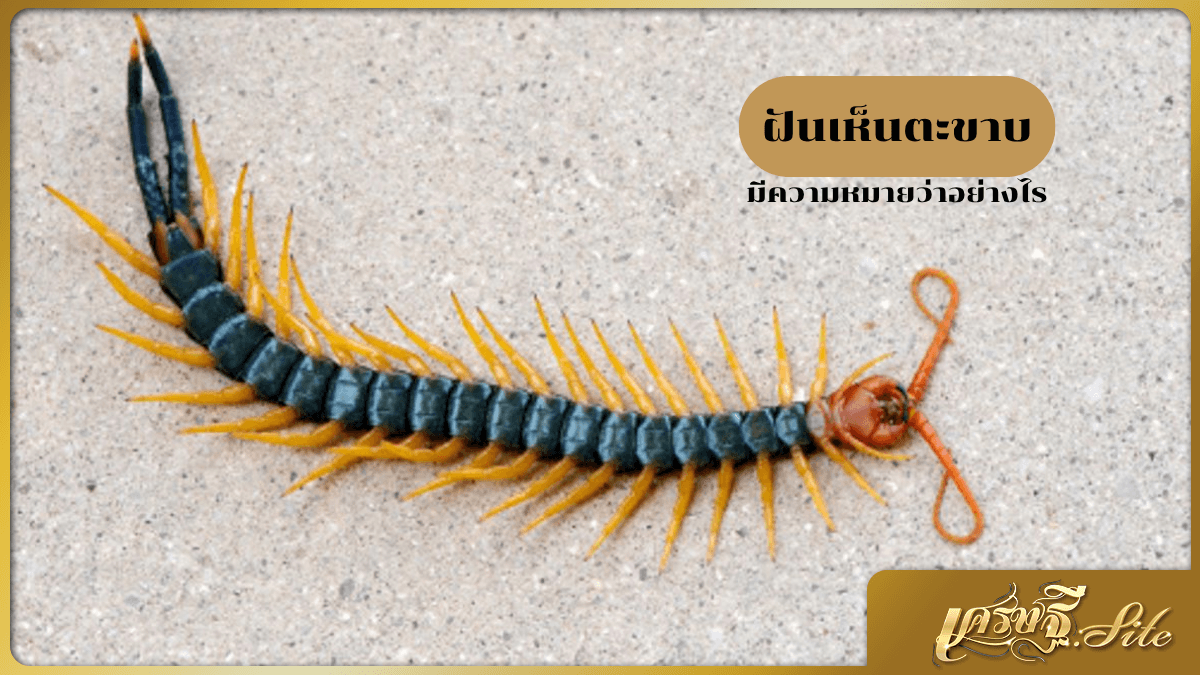 ฝันเห็นตะขาบ