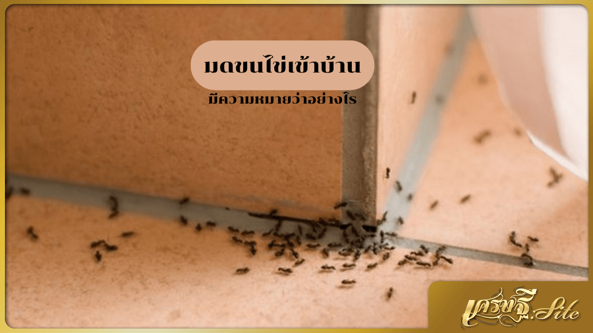มดขนไข่เข้าบ้าน