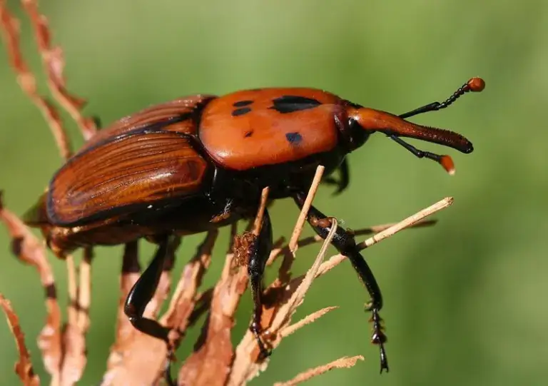 ด้วง (Beetle)