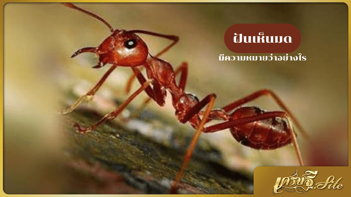 ฝันเห็นมด